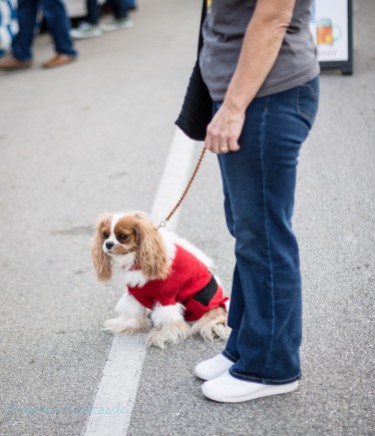 santa dog on leash